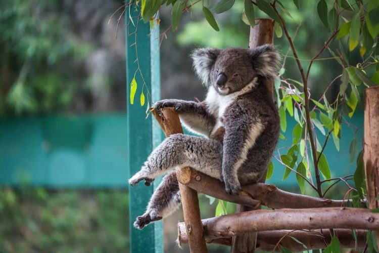 Comedy Zoo: Hilarious Animals that Will Brighten Your Day!