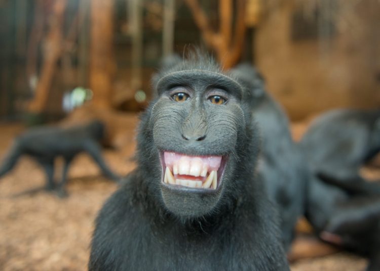 Comedy Zoo: Hilarious Animals that Will Brighten Your Day!