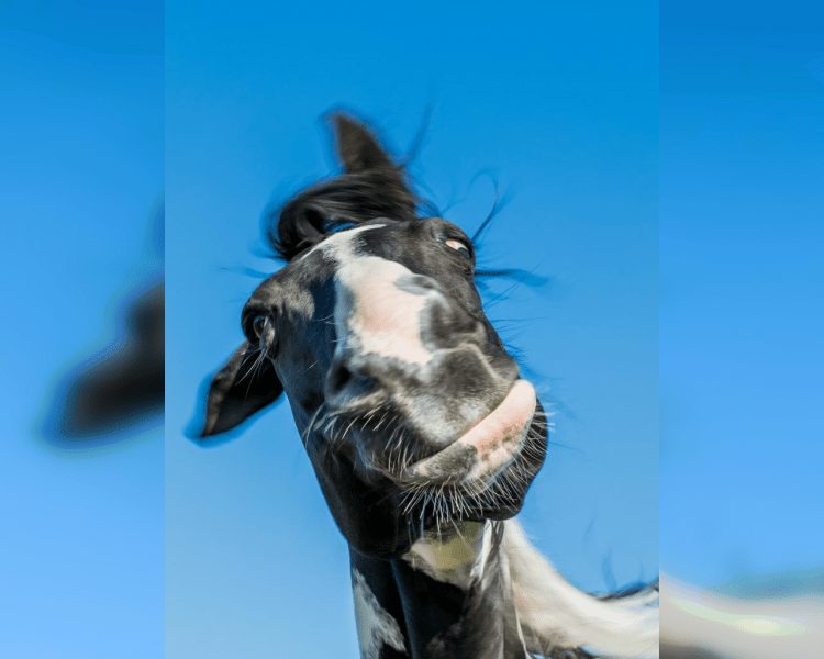 Comedy Zoo: Hilarious Animals that Will Brighten Your Day!