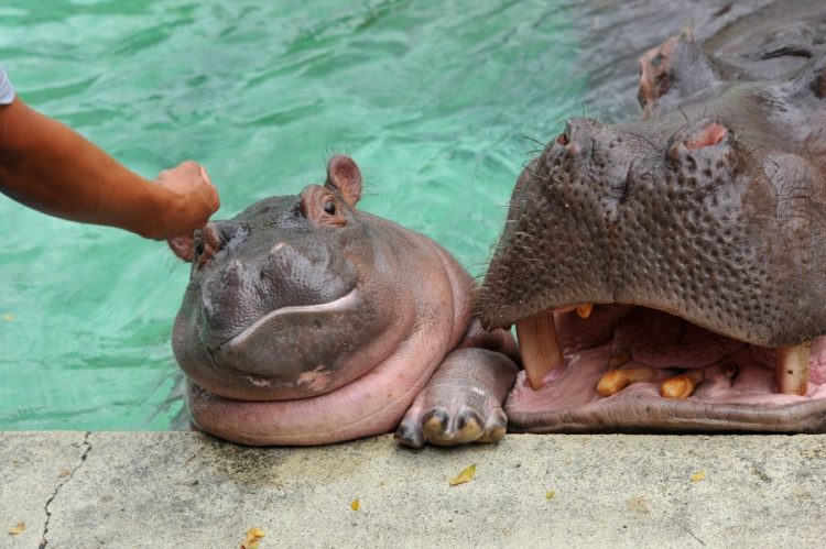 Comedy Zoo: Hilarious Animals that Will Brighten Your Day!