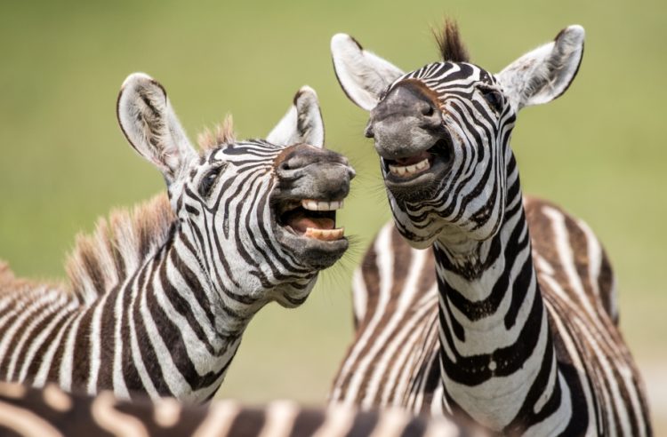 Comedy Zoo: Hilarious Animals that Will Brighten Your Day!