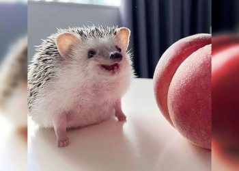 Comedy Zoo: Hilarious Animals that Will Brighten Your Day!