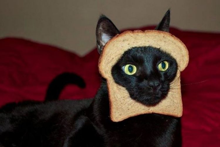 Purr-fectly Amusing: Funny Cat Photos That Will Make You Smile