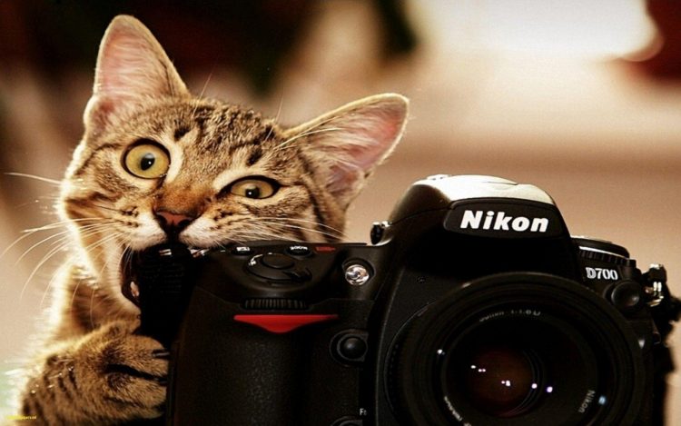 Purr-fectly Amusing: Funny Cat Photos That Will Make You Smile