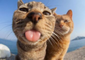 Purr-fectly Amusing: Funny Cat Photos That Will Make You Smile