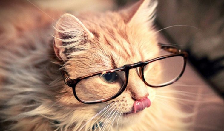 Purr-fectly Amusing: Funny Cat Photos That Will Make You Smile