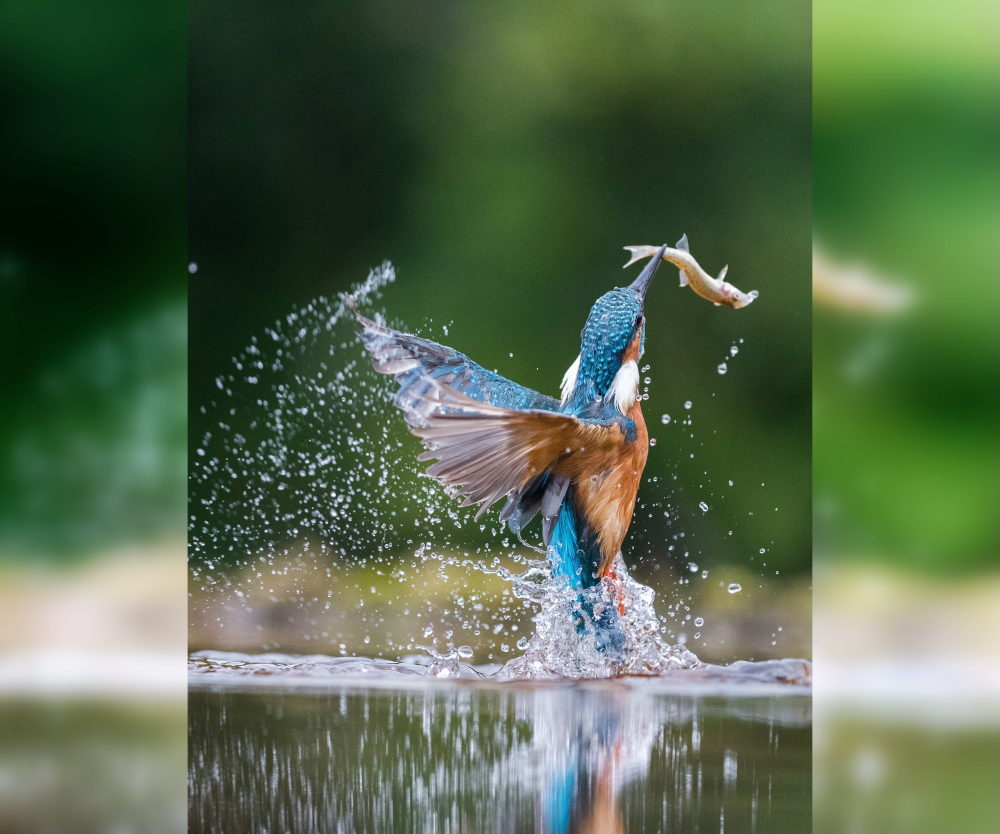 In Sync with Nature: Perfectly Timed Animal Photography