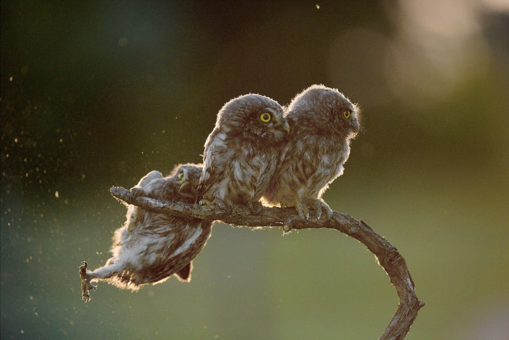 In Sync with Nature: Perfectly Timed Animal Photography