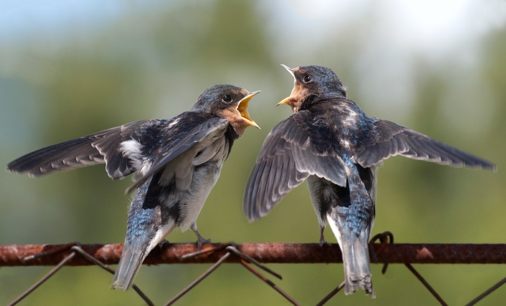 In Sync with Nature: Perfectly Timed Animal Photography