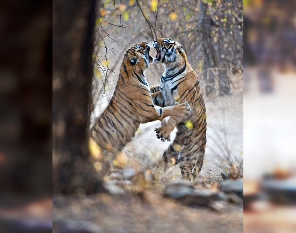 In Sync with Nature: Perfectly Timed Animal Photography