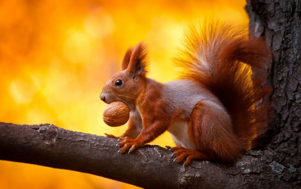 In Sync with Nature: Perfectly Timed Animal Photography