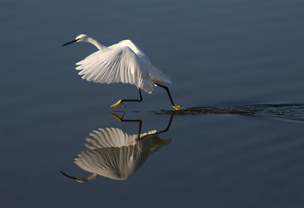 In Sync with Nature: Perfectly Timed Animal Photography