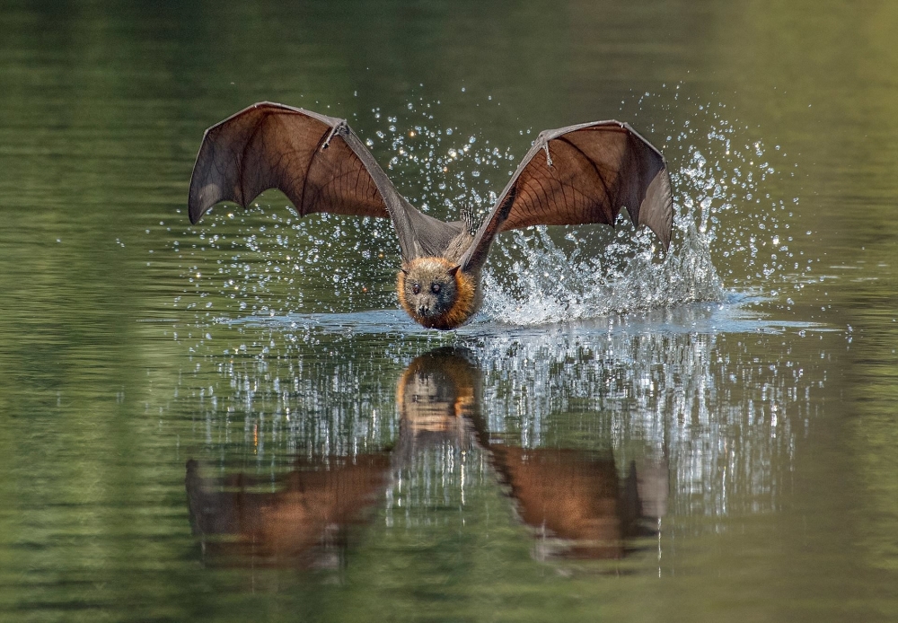 In Sync with Nature: Perfectly Timed Animal Photography