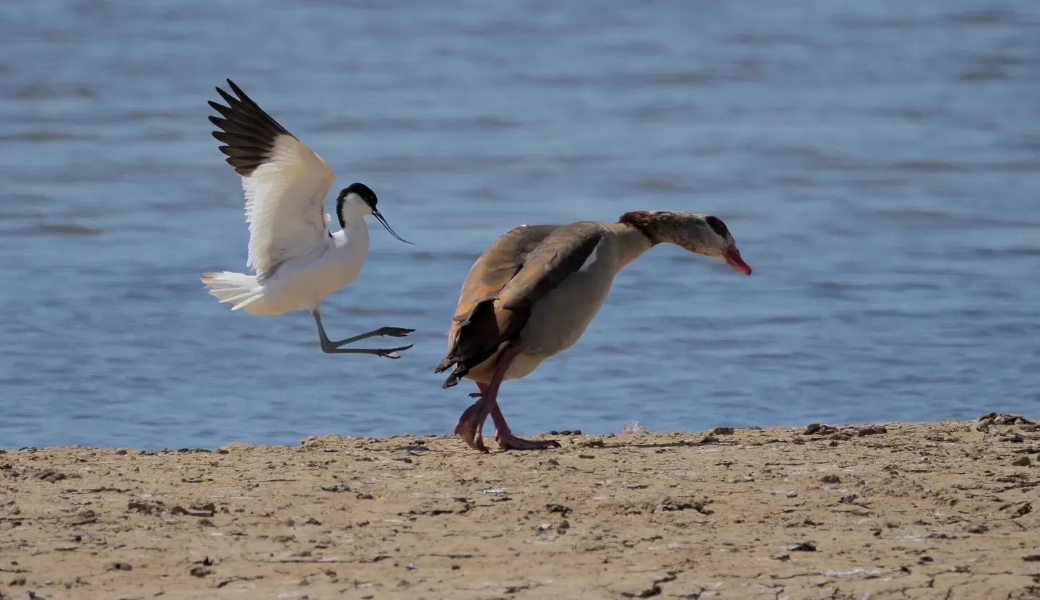 In Sync with Nature: Perfectly Timed Animal Photography