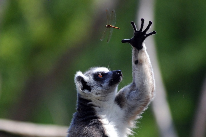 In Sync with Nature: Perfectly Timed Animal Photography