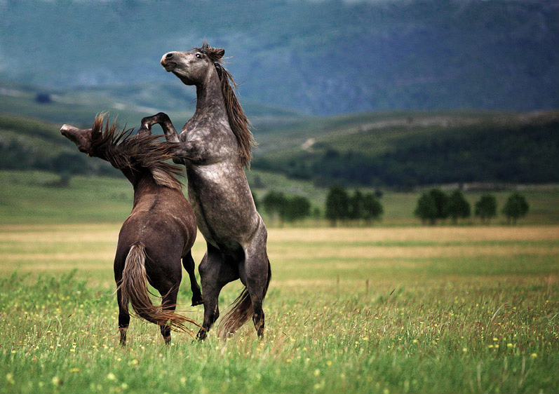 In Sync with Nature: Perfectly Timed Animal Photography