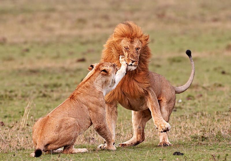 In Sync with Nature: Perfectly Timed Animal Photography