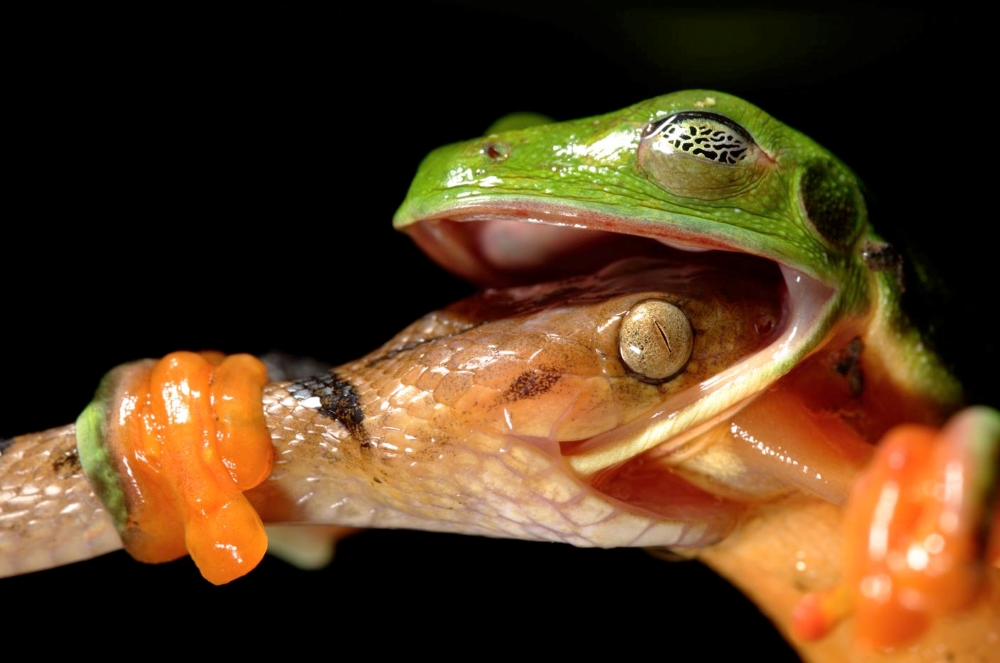 In Sync with Nature: Perfectly Timed Animal Photography