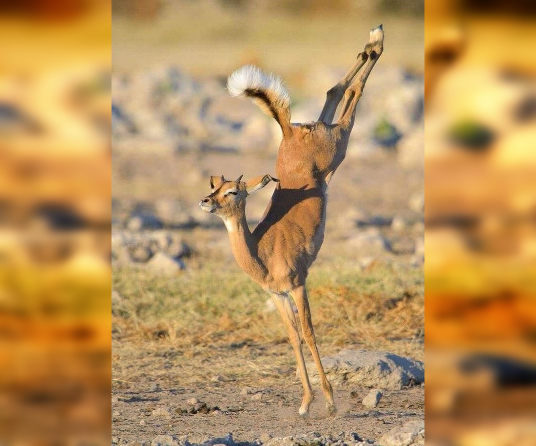 In Sync with Nature: Perfectly Timed Animal Photography