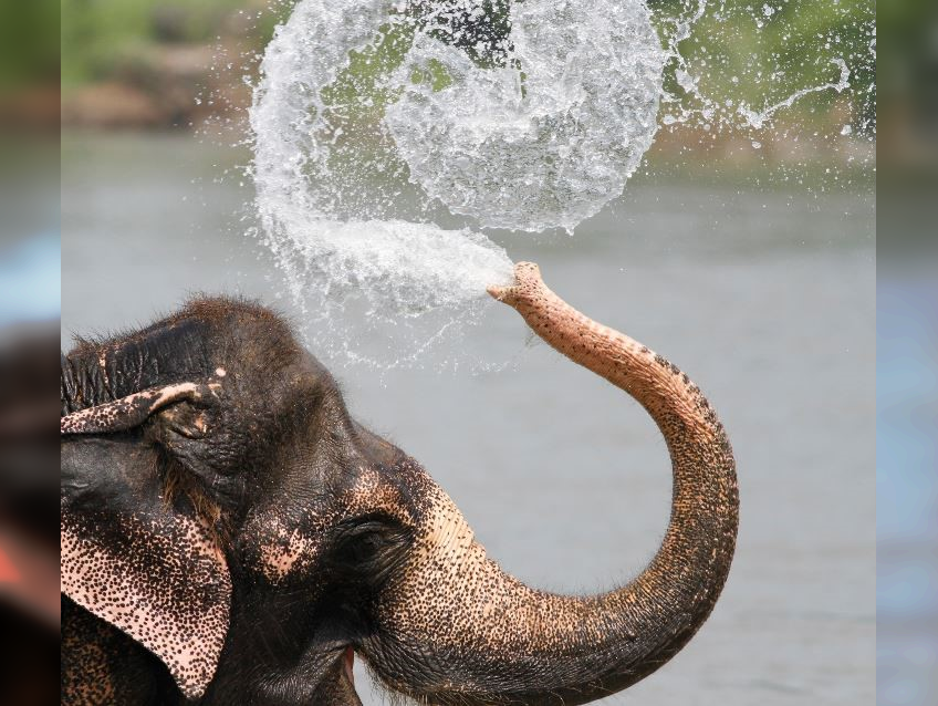 In Sync with Nature: Perfectly Timed Animal Photography