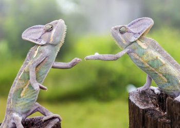 In Sync with Nature: Perfectly Timed Animal Photography