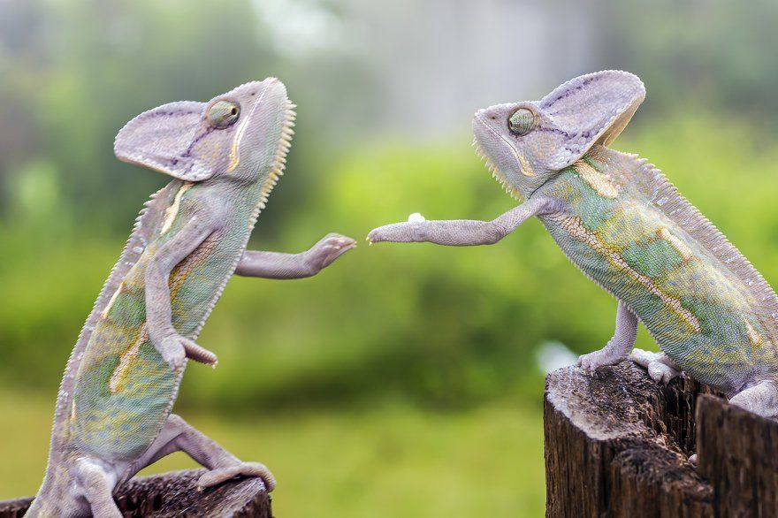 In Sync with Nature: Perfectly Timed Animal Photography