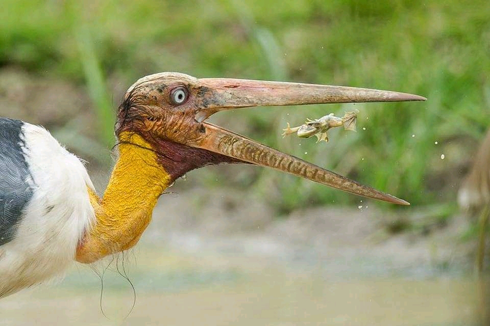 In Sync with Nature: Perfectly Timed Animal Photography