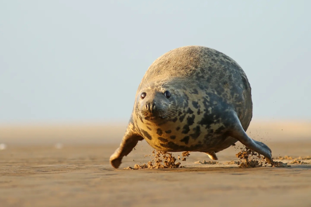 In Sync with Nature: Perfectly Timed Animal Photography