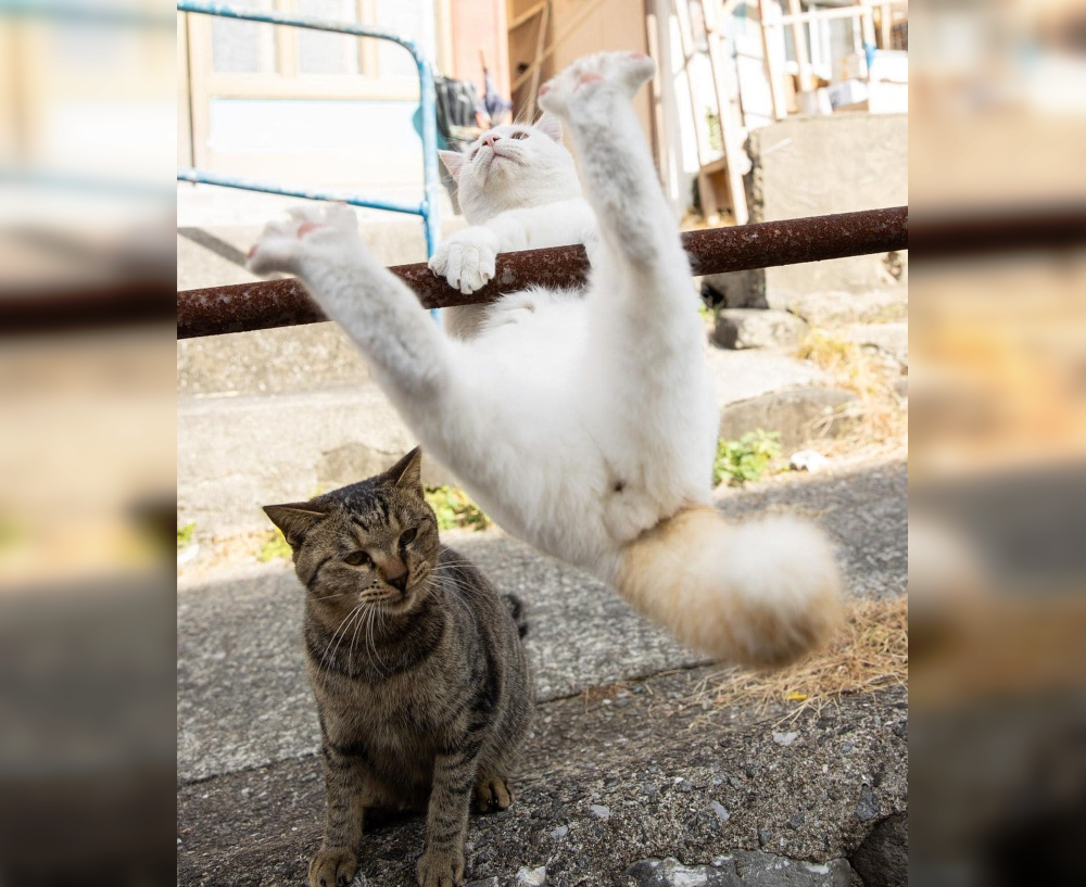 In Sync with Nature: Perfectly Timed Animal Photography