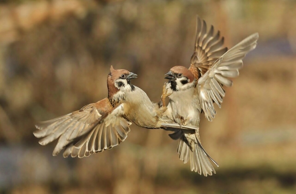 In Sync with Nature: Perfectly Timed Animal Photography