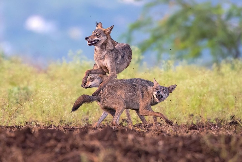 In Sync with Nature: Perfectly Timed Animal Photography