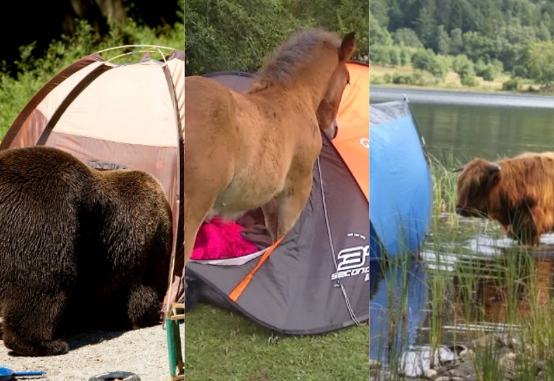 Camping Chronicles: The Funny Side of Outdoor Life