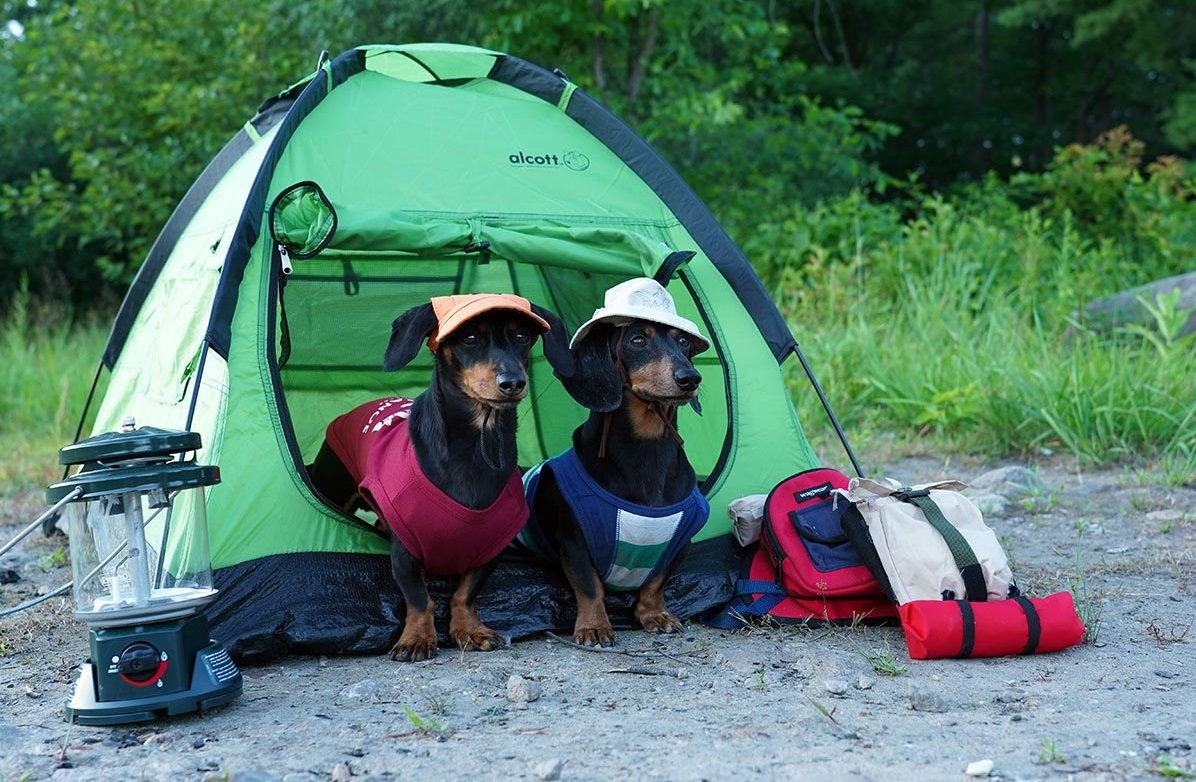 Camping Chronicles: The Funny Side of Outdoor Life