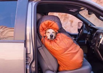 Camping Chronicles: The Funny Side of Outdoor Life